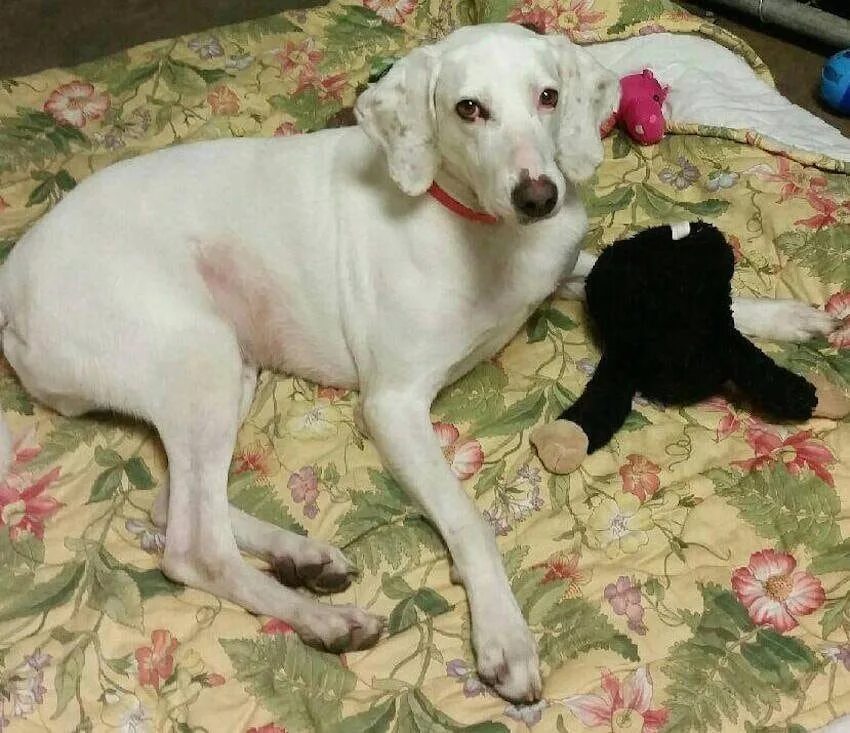 Собаки сбежали из приюта. Same dog. Смесь пород собак. Социальная реклама про животных. Same dog.