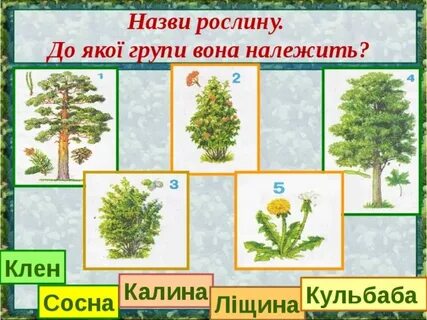 Які групи