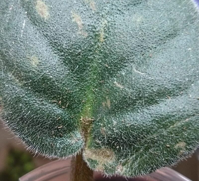 Пятнышки на листьях фиалок. Коричневые пятна на фиалках. Пятнистость на листьях фиалок. Мучнистая роса на фиалках. Ожоги на фиалках.