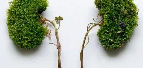Plant body