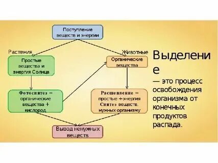 Выделение у растений 6 класс краткое содержание