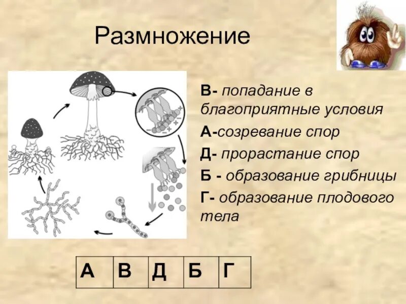 Условия развития грибов. Цикл развития шляпочного гриба схема. Схема развития шляпочного гриба. Жизненный цикл шляпочного гриба. Строение шляпочного гриба споры.