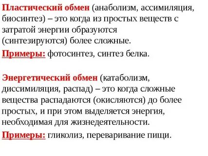 Пластический обмен в организме человека