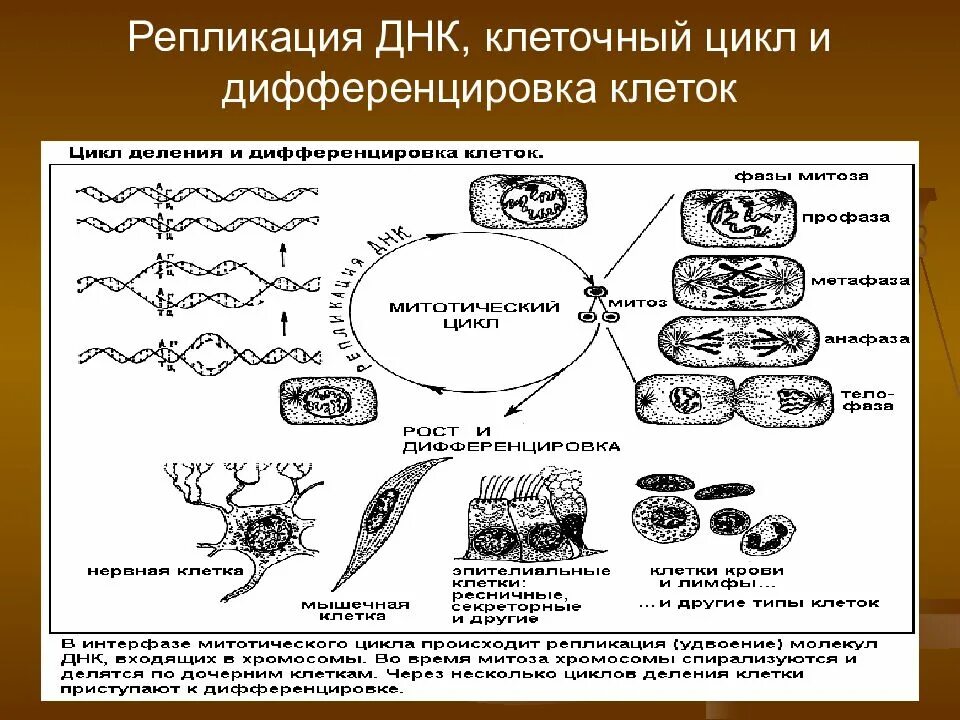 Значение клетки днк. Клеточный цикл репликация ДНК. Репликация период клеточного цикла. Репликация фаза клеточного цикла. Репликация ДНК В жизненном цикле клетки.