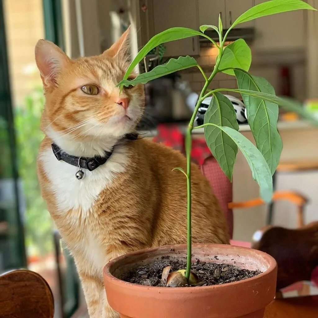 Кот грызет цветы. Котики растение. кот обгрыз цветок. кот кусает цветок.