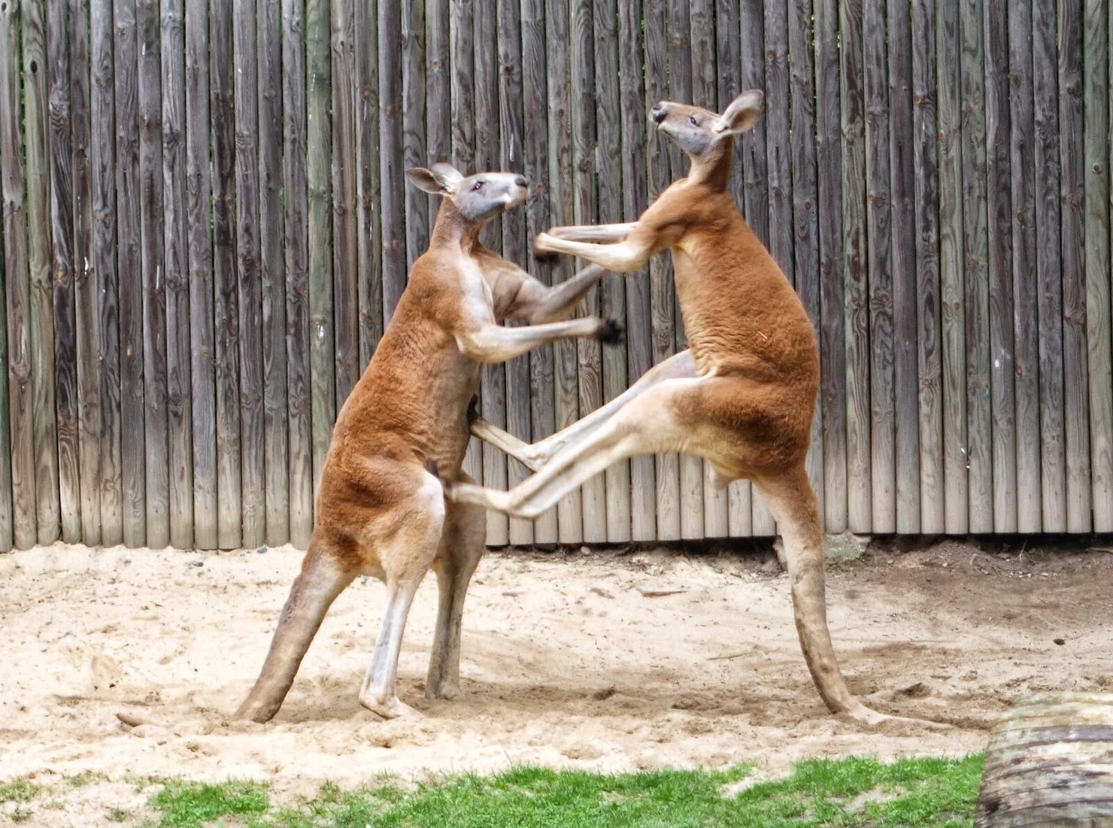 Кенгуру дерутся. Кенгуру драчун. Кенгуру дерутся. Исполинский кенгуру. Кенгуру животное австралии.