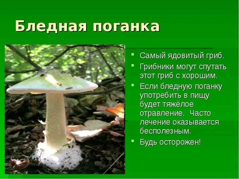 Лесные опасности 2 класс ядовитые грибы. Опасный гриб бледная поганка. Мухомор и бледная поганка. 2 Класс Лесные опасности бледная поганка.