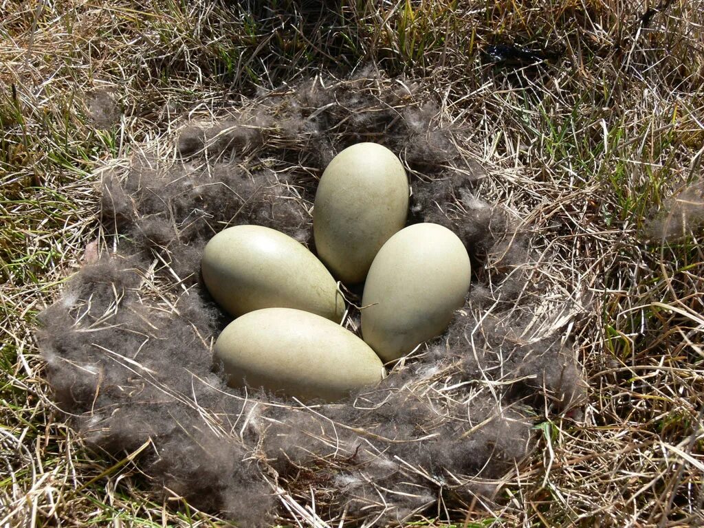 Утиное яйцо дикой утки. Яйцо дикой утки. Яйцо кряквы. Гнездо утки кряквы. Яйцо дикой утки.