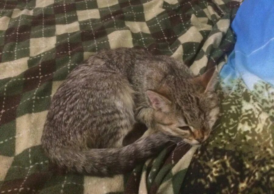 Избили кошку. Избили кошку. Избили кошку. Избили кошку. Избили кошку.