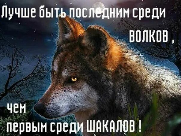 Лучше быть волком среди шакалов. Лучше быть волком среди шакалов. Лучше быть волком среди шакалов чем. Враги волка. Лучше быть последним среди волков чем первым среди шакалов.