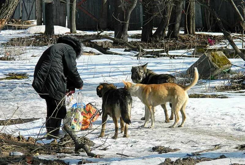 Кормить ли бездомных животных. Подкармливание бездомных животных. кормление бездомных собак. собаки в городе подкармливание.