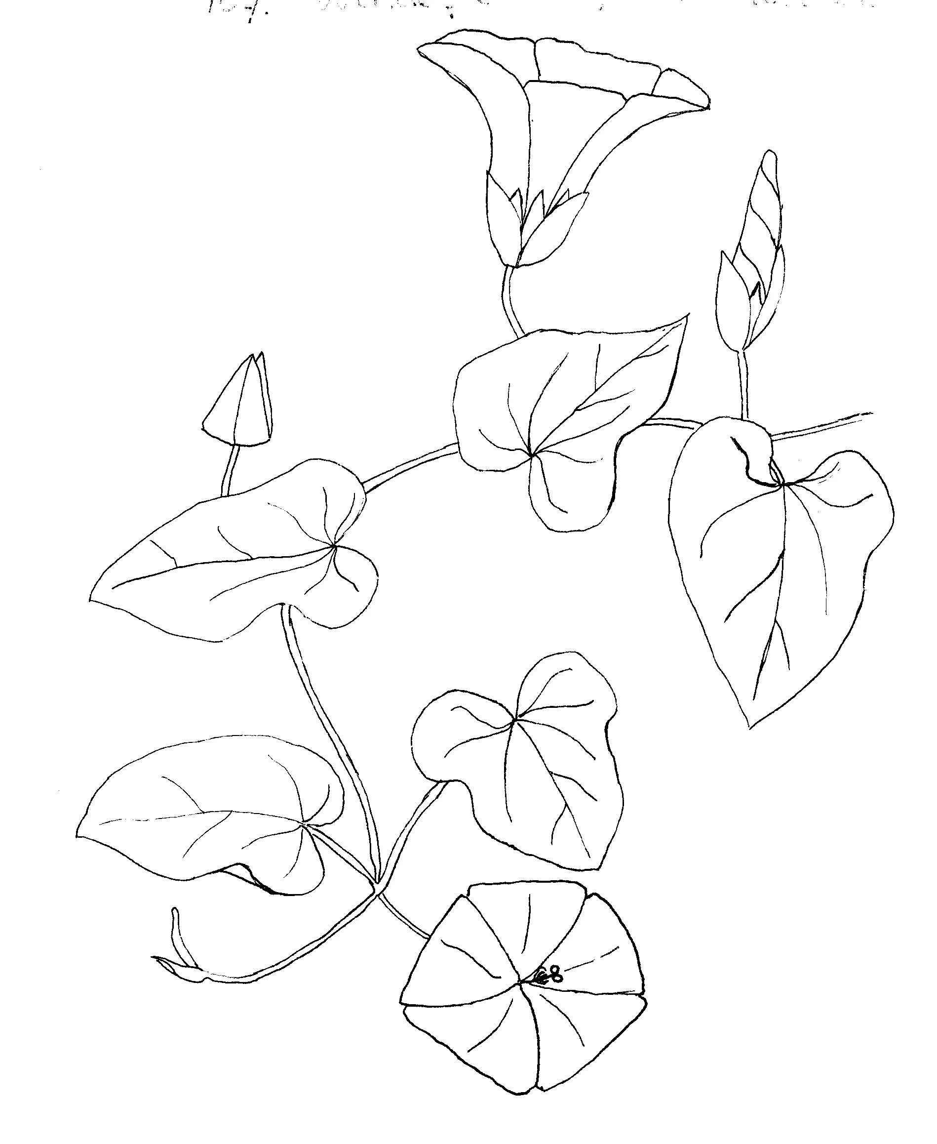 Вьюн схема 1 класс. Схема слова вьюн. Вьюн раскраска для детей. Вышивка гладью вьюнок. Вьюнок раскраска для детей.