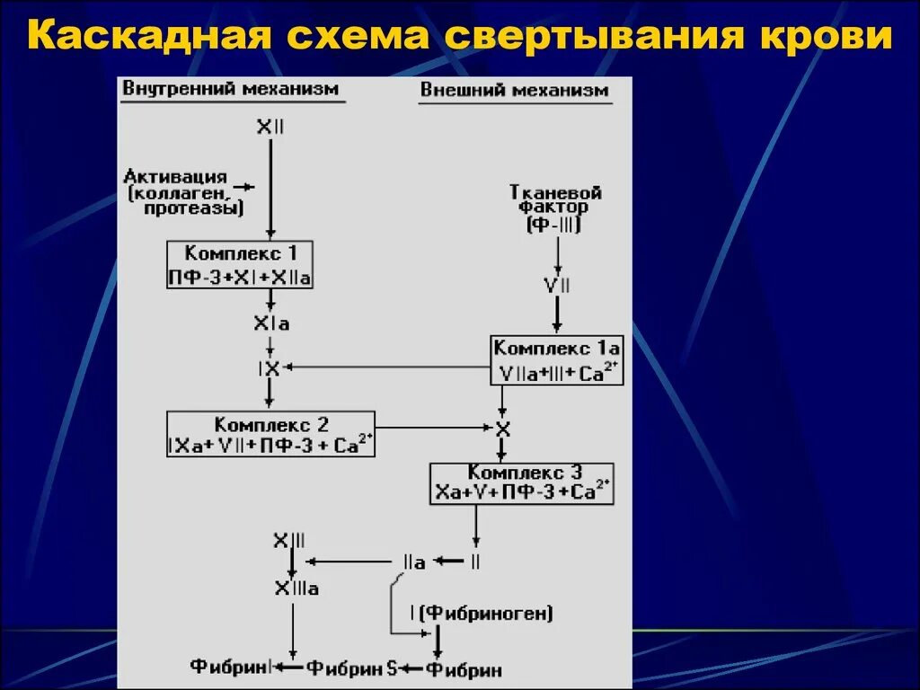 Функция свертывания крови выполняют. Фазы свертывания крови схема. Свертывание крови фазы свертывания. Свертывающая система крови схема. Схема внутренний механизм свертываемости крови.