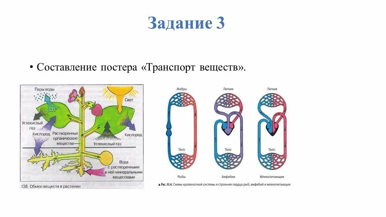 Транспорт веществ в организме 6 класс биология. Схема транспорт веществ в организме растения. Транспорт веществ в организме растений 6 класс. Транспорт веществ в клетки биология 9 класс. Лабораторная работа по биологии передвижение воды