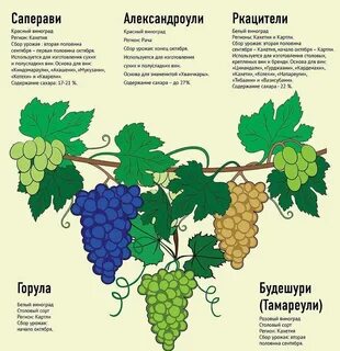 Саперави описание