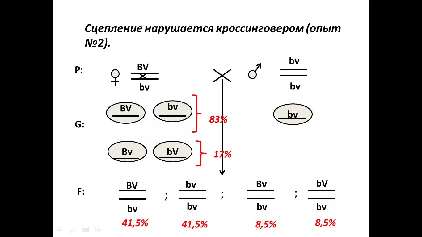 Некроссоверные особи. Сцепленное наследование без кроссинговера. Сцепленное наследование признаков. Оформление задач на сцепленное наследование. Сцепленное наследование с кроссинговером.