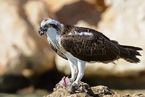 Скопа фото: 2 тыс изображений найдено в Яндекс Картинках