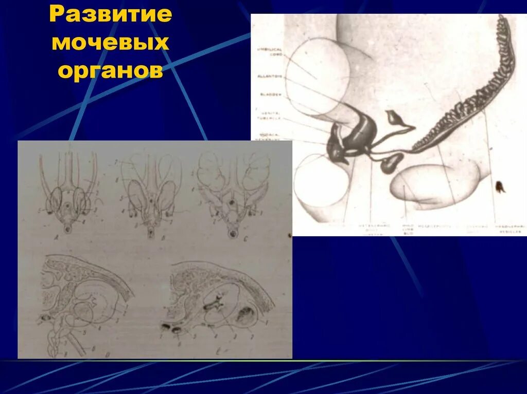 Источники развития мочевой системы. Описать развитие мочевых органов человека.. Развитие мочевой системы в филогенезе.