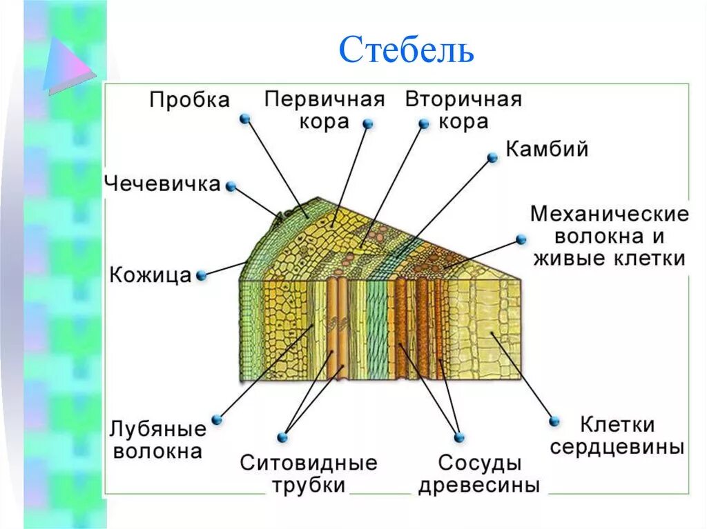Как образуется стебель