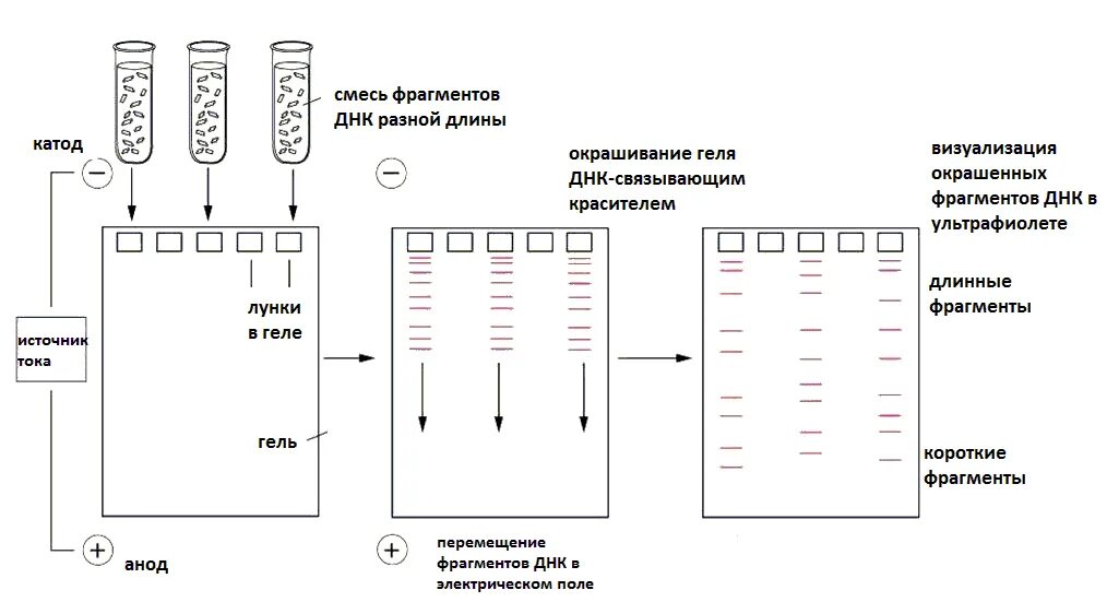 Метод разделения фрагментов днк. Схема проведения электрофореза днк в агарозном геле.. электрофорез схема. метод пцр гель электрофорез. электрофорез днк в агарозном геле.