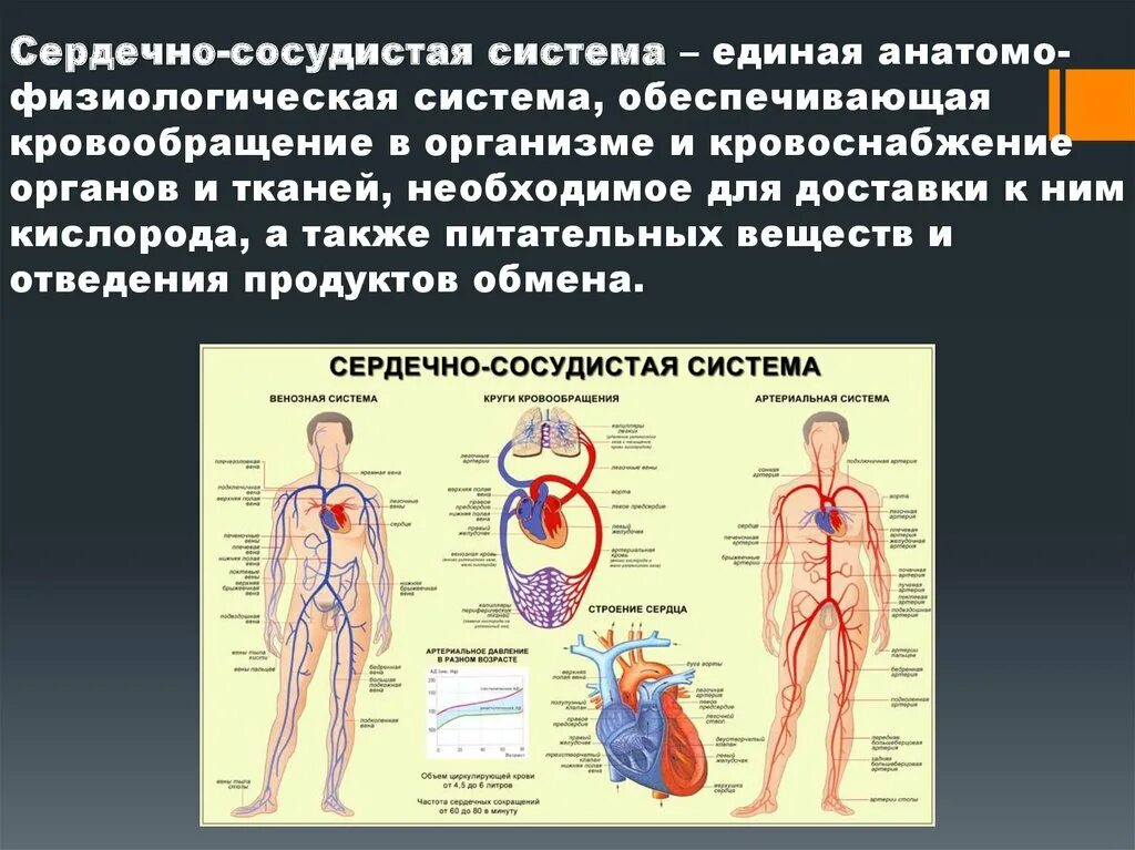 Сердечно-сосудистая система строение и функции ОБЖ. Строение сердечной системы человека. Структура сердечно-сосудистой системы ОБЖ. Кровеносная система человека.