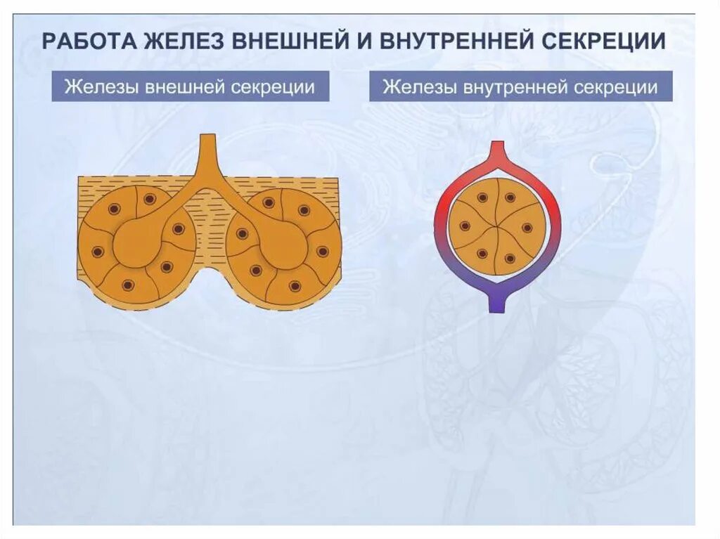 Схема желез внутренней и внешней секреции. Схема желез внешней секреции. Железы внешней секреции экзогенные. Железы внешней секреции анатомия. Железы внешней секреции биология 8 класс