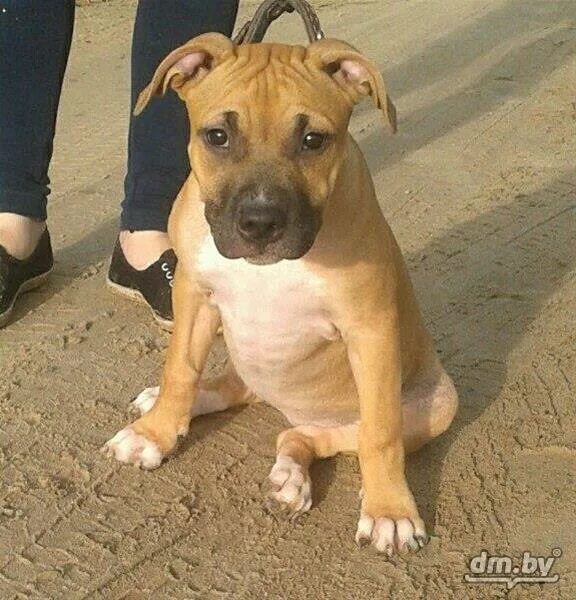 Стаффордширский терьер 5 месяцев. Стаффордширский терьер кобель. Месяц стаффу. Щенок стаффа 3 месяца. Месяц стаффу.