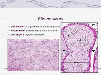 Периферические ткани это
