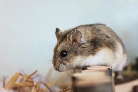 Мохноногие хомячки