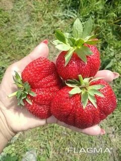 Клубника кантус отзывы