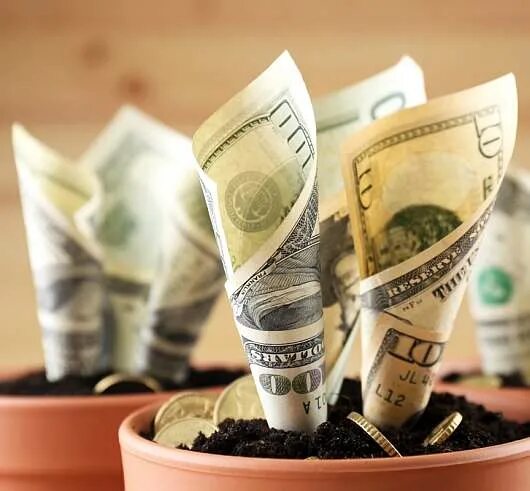 Срочно вложить деньги. Инвестор с деньгами. Деньги и растения. Деньги доход. Инвестировать свои деньги.