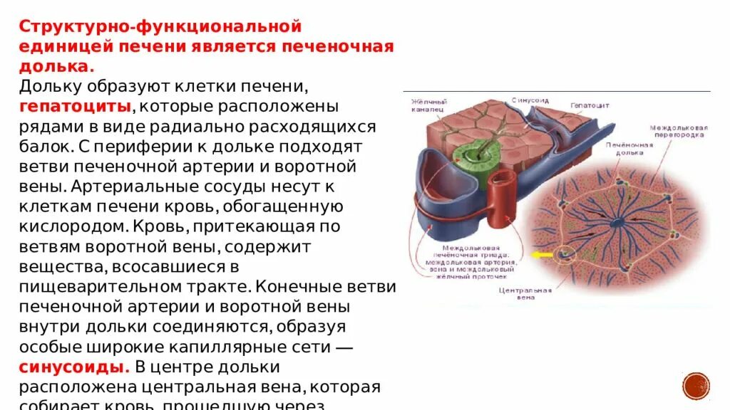 Функциональная единица печени. Структура функциональная единица печени. Структурно-функциональная единица печени печеночная долька. Структунофункциональной единицы печени. Гепатоциты строение и функции.