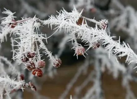 Картинки инея в природе