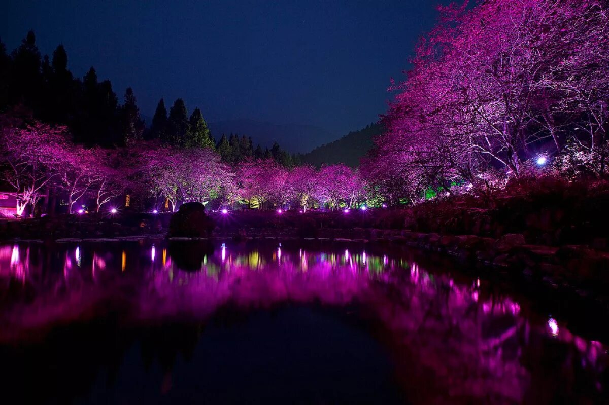 ночная природа. ночная природа. природа японии ночью. красивая ночь. природа ночью.