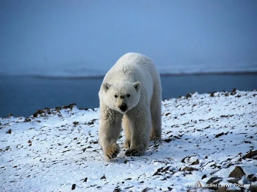 Белый медведь ВВФ. Белый медведь WWF. Арктика медведь в Арктике. Остров Врангеля белые медведи.