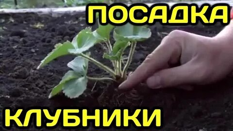 Как правильно рассадить клубнику осенью