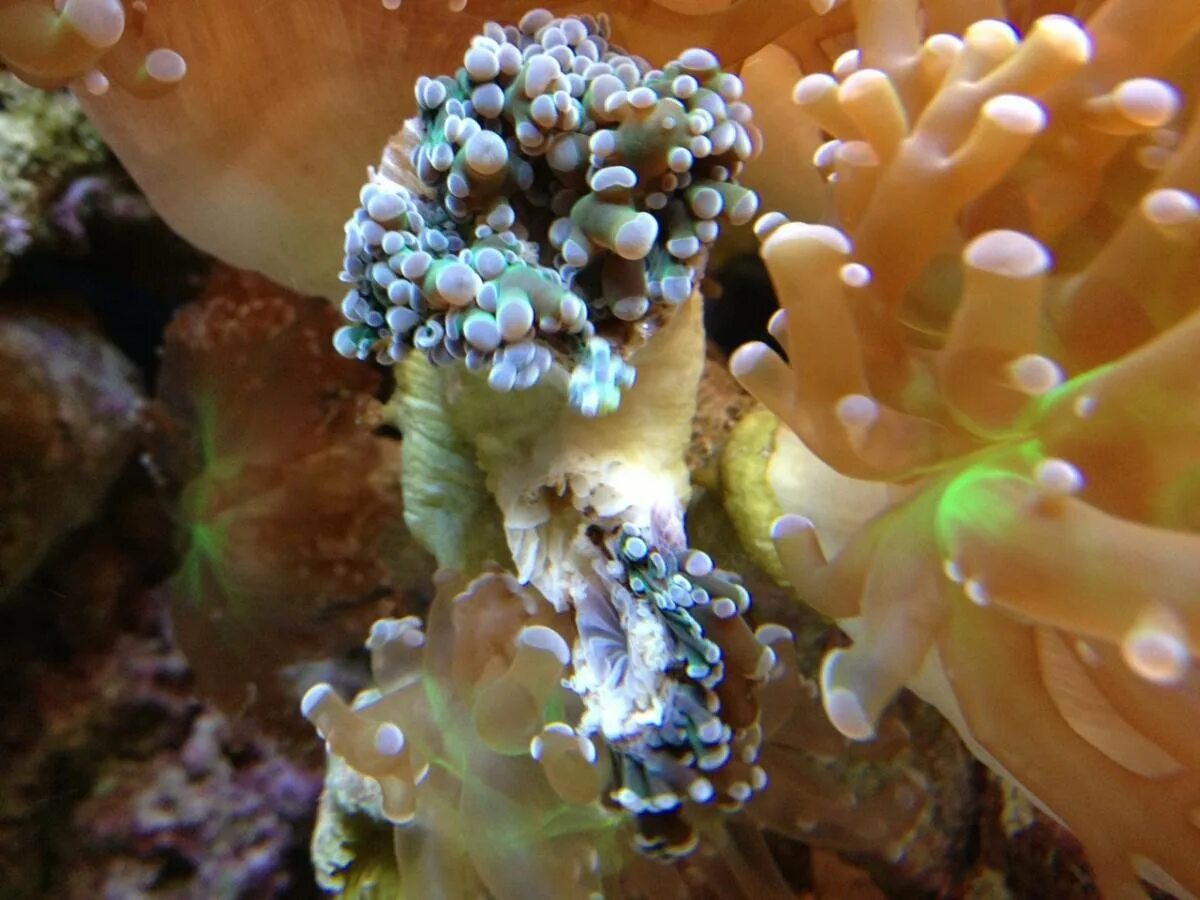 Пузырчатый коралл. Эуфилия факельная. Коралл эуфилия факельная. Euphyllia paraancora. Кораллы euphyllia.