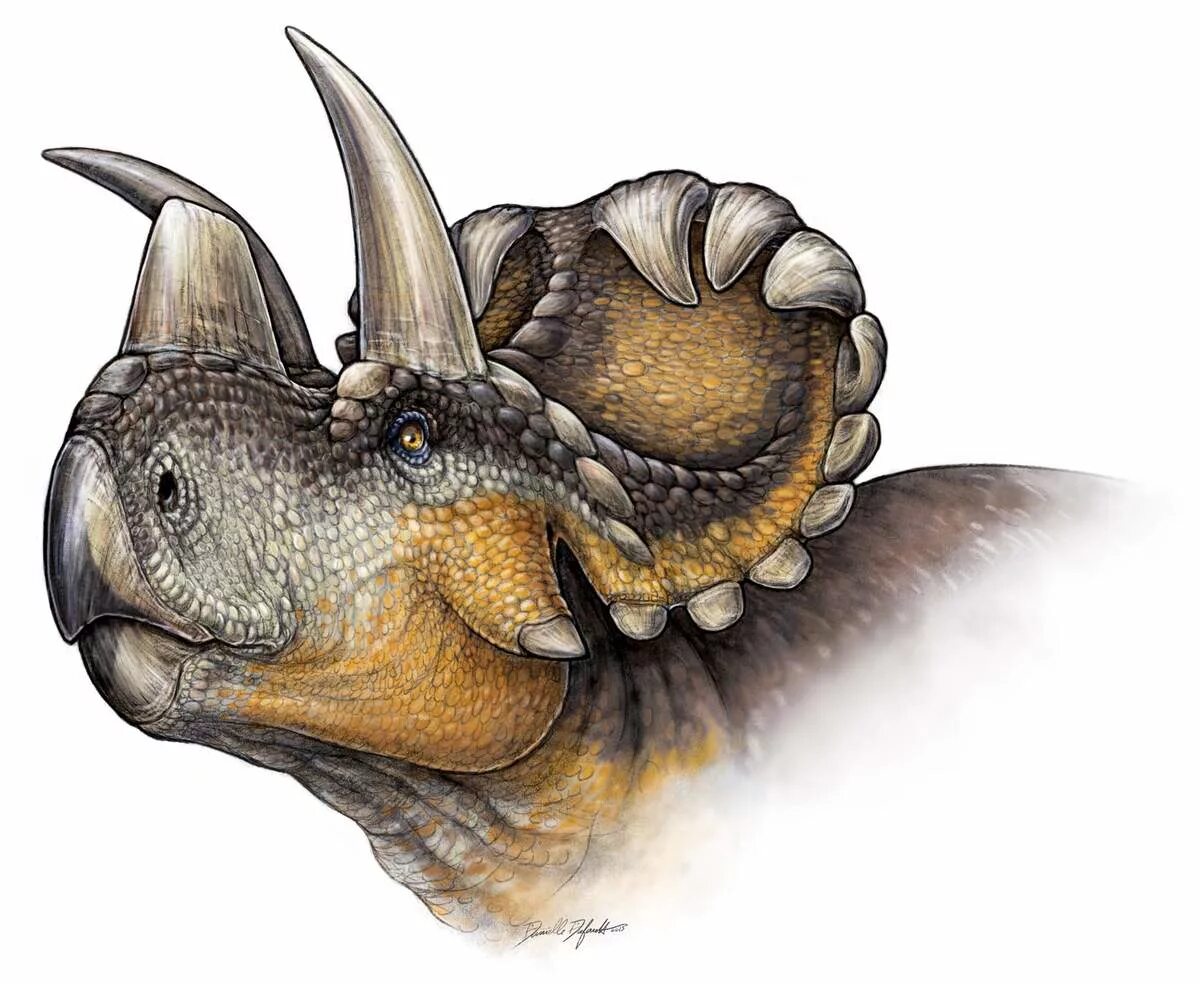 Трицератопс палеоарт. Трицератопс Pathfinder. Wendiceratops pinhornensis. Трицератопс цератопсиды. Динозавр с рогом на голове