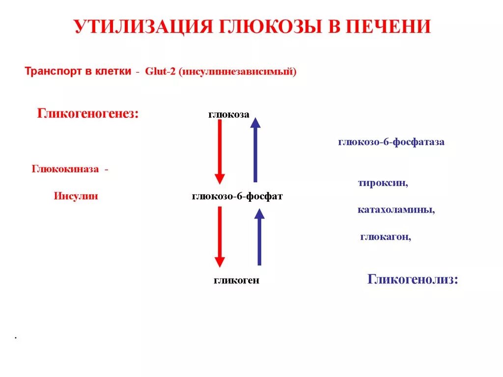 Глюкоза для печени. Инсулина утилизация Глюкозы клетками. Основной путь утилизации Глюкозы в организме. Ускорение утилизации Глюкозы фермент. Транспорт Глюкозы в клетку.