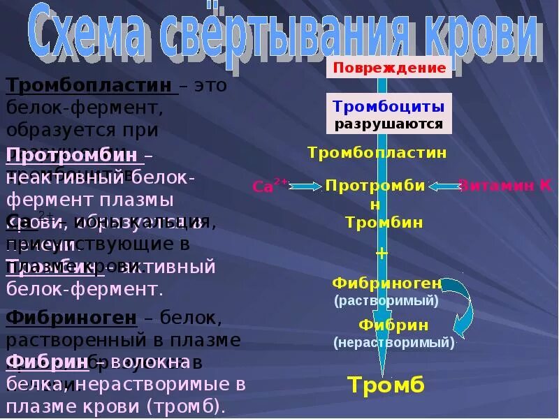 Протромбин функция белка