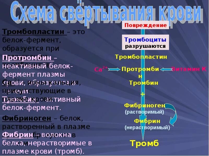 Белки плазмы крови образуется. Тромбопластин. Свертывание крови презентация. Тромбокиназа и тромбопластин. Тромбопластин это белок.