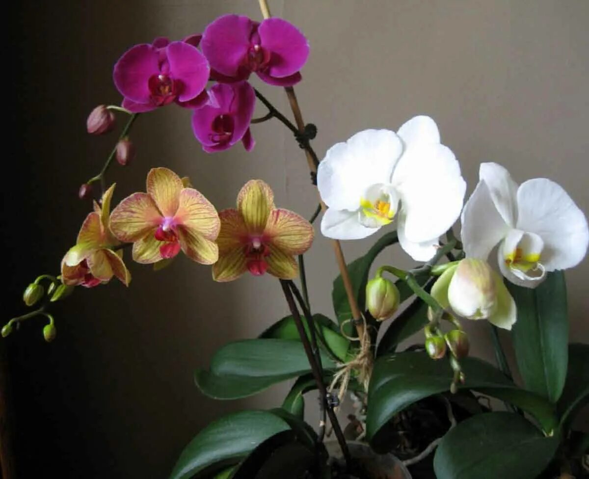 Сколько живут орхидеи в домашних