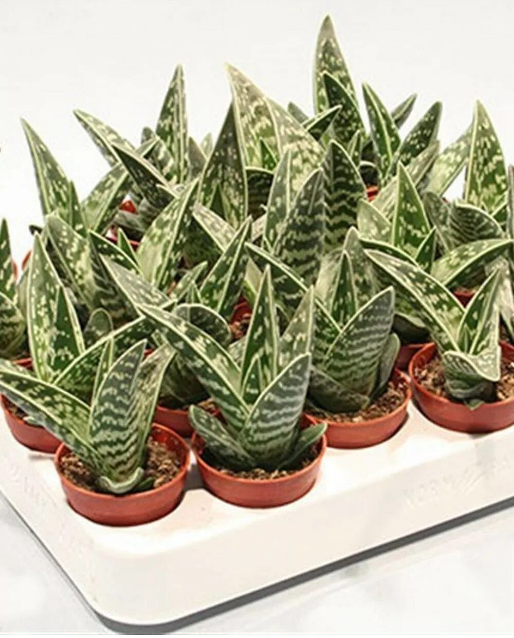 Алое куплю в москве. Алоэ Вариегата (Aloe variegata). Суккулент алоэ пестрое. Алоэ Вариегата Мэджик. Алоэ микс Вариегата.