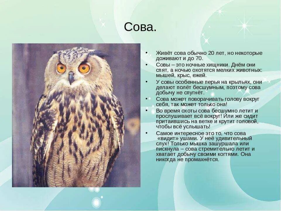 Сообщение о птицах и животных