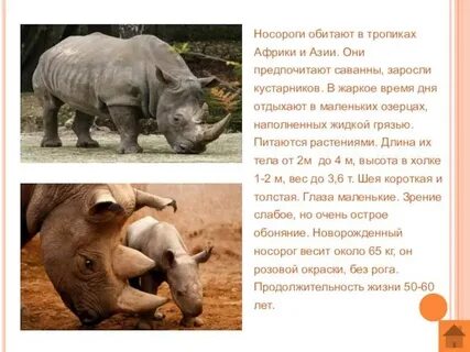 Носорог кратко