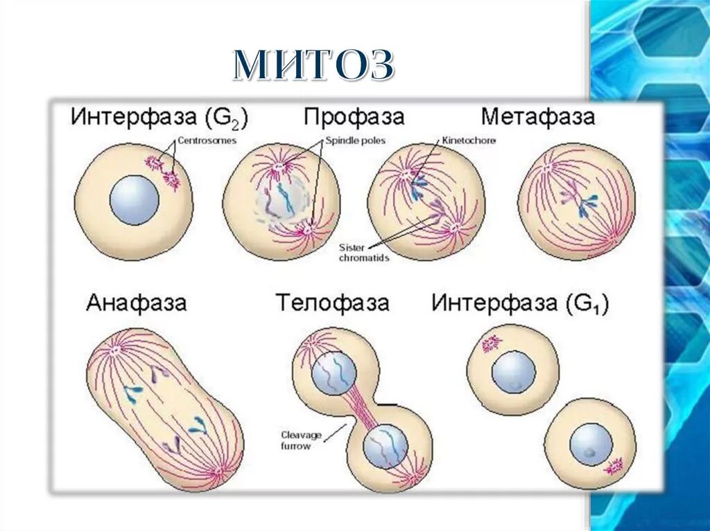 Фазы деления клетки рисунок