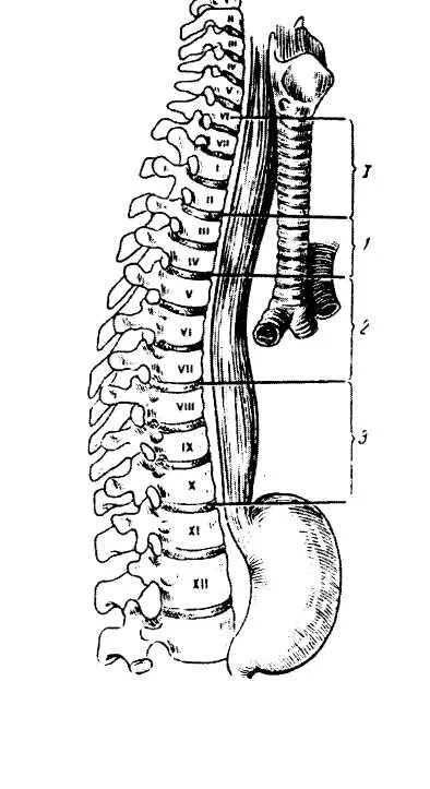 Трахея относительно пищевода. Скелетотопия пищевода анатомия. Топография пищевода скелетотопия. Скелетотапия птшеводы. Грудной отдел пищевода скелетотопия.