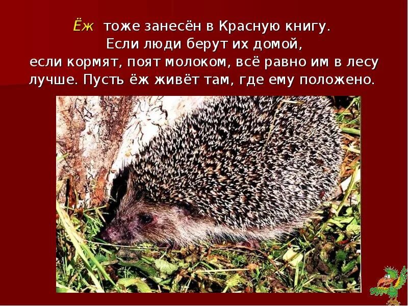 Красная книга республики марий эл животные. Животные занесенные в красную книгу республики марий эл. животные марий эл занесенные в красную. животные и растения республики марий эл занесенные в красную книгу. республика марий эл красная книга животных.