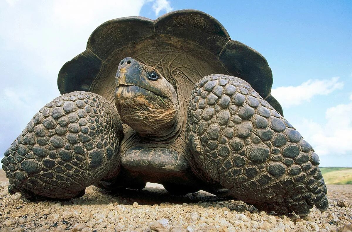 Галапагосская черепаха. Галапагосские острова черепахи. Galapagos giant Tortoise. Гигантские черепахи с Галапагосских островов. Абингдонская слоновая