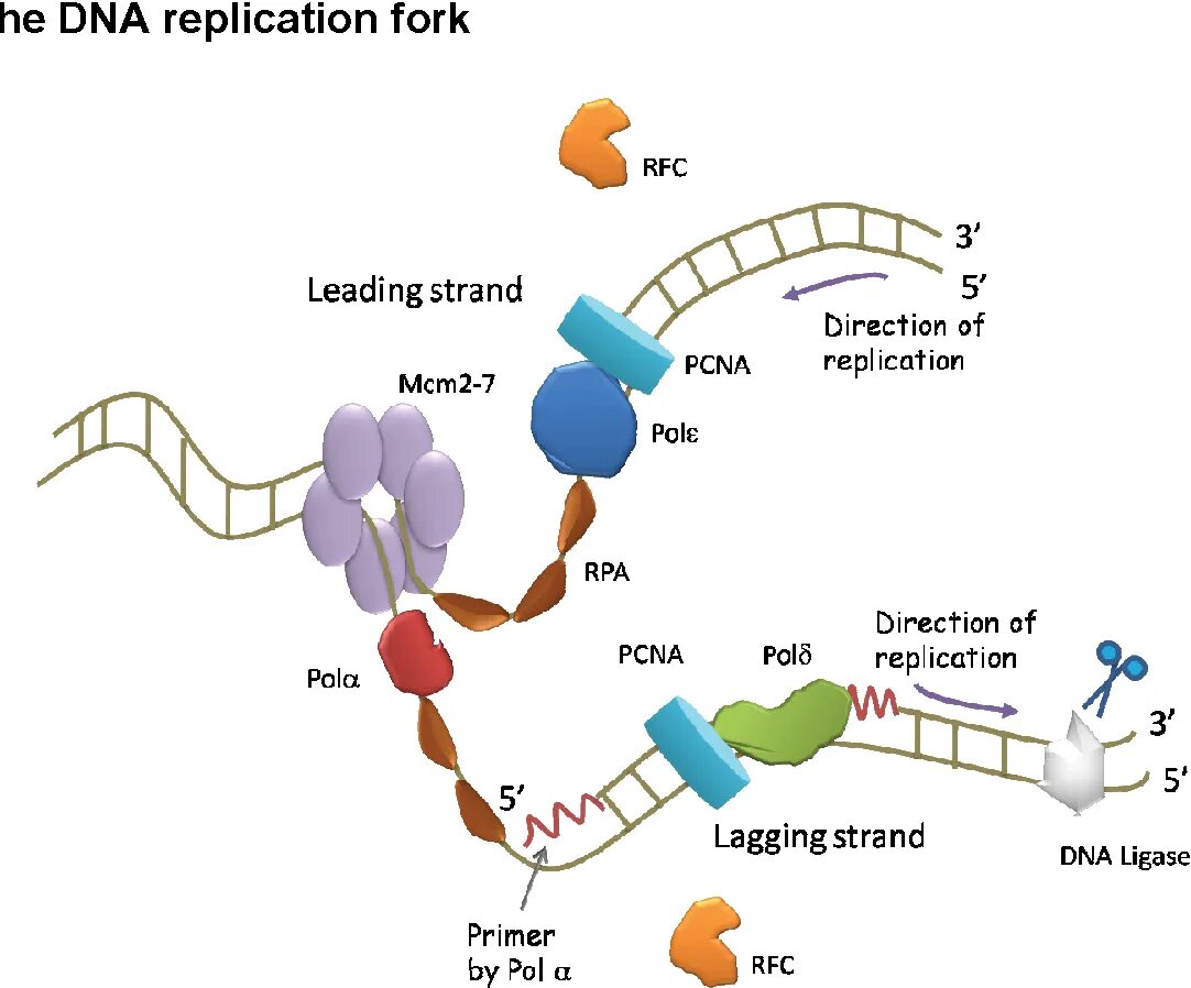 Структура днк репликация. Полимераза. полимераза эпсилон. dna polymerase. днк полимераза эпсилон.
